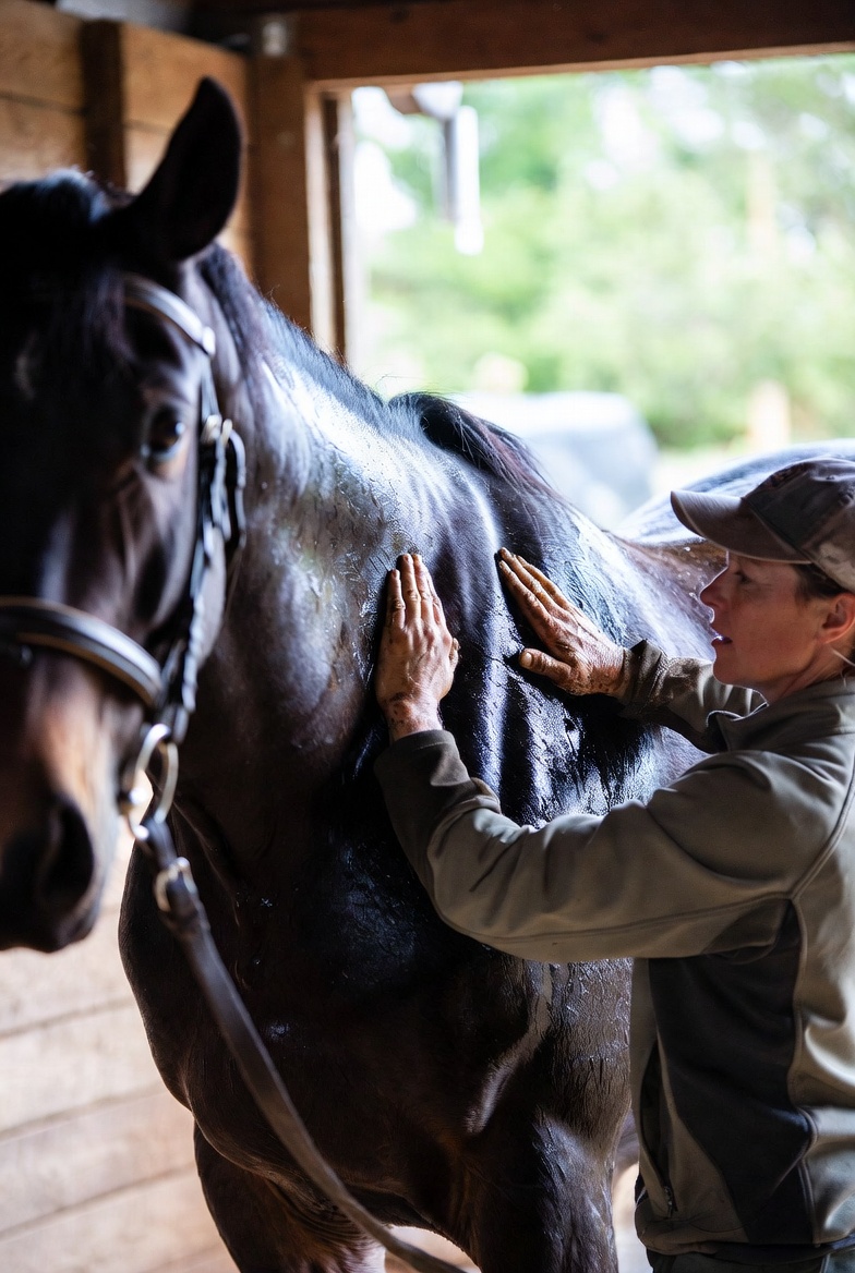 The Cool-Down Routine: How Post-Ride Bodywork Helps Your Horse Recover Faster | Equiphoria